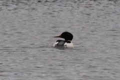 Mergus merganser