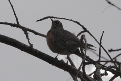 Turdus migratorius