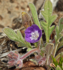 Phacelia curvipes