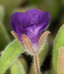 Phacelia curvipes