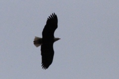 Haliaeetus leucocephalus