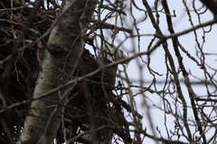 Haliaeetus leucocephalus