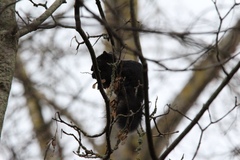 Sciurus carolinensis