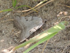 Catocala abbreviatella