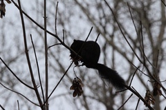 Sciurus carolinensis