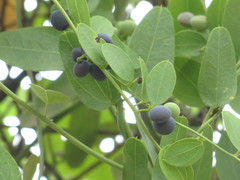 Cocculus diversifolius