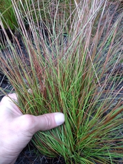 Xyris stenotera