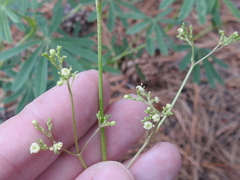 Valeriana edulis