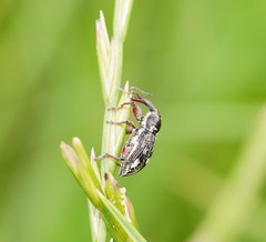Aoplocnemis rufipes