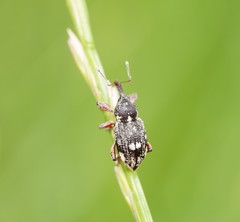 Aoplocnemis rufipes