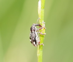 Aoplocnemis rufipes