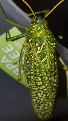 Physemacris variolosa
