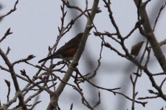 Turdus migratorius