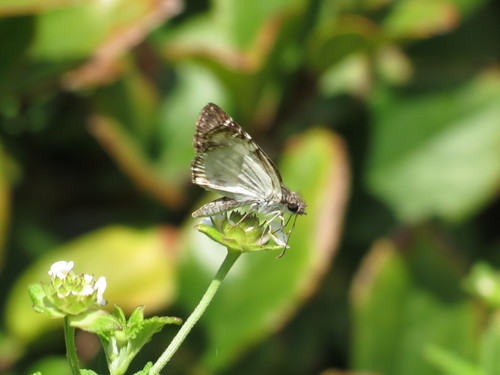 White-patched Skipper