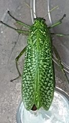 Physemacris variolosa