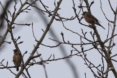 Turdus migratorius