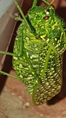 Physemacris variolosa