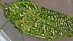 Physemacris variolosa
