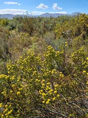 Leucadendron stellare