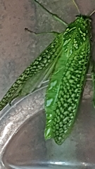 Physemacris variolosa