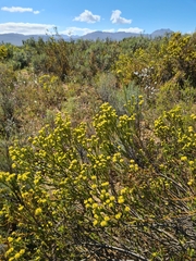 Leucadendron stellare