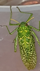 Physemacris variolosa