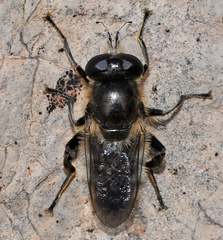 Platynochaetus setosus