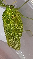 Physemacris variolosa