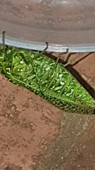 Physemacris variolosa