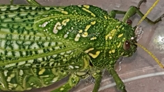 Physemacris variolosa
