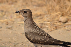 Collared Pratincole photo 3