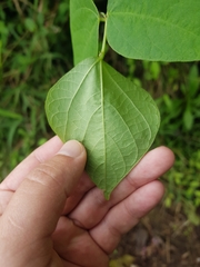 Phaseolus costaricensis