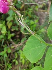 Phaseolus costaricensis