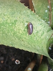 Circoniscus ornatus