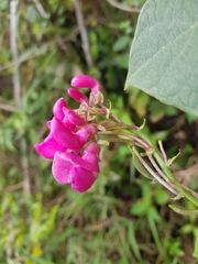 Phaseolus costaricensis