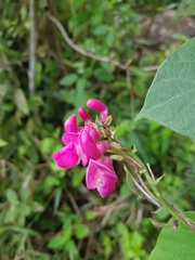 Phaseolus costaricensis