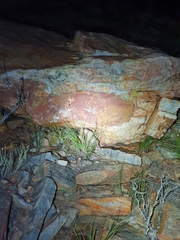 Pachydactylus kladaroderma