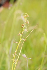 Prasophyllum chasmogamum