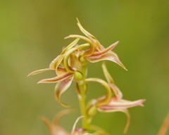 Prasophyllum chasmogamum