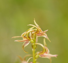 Prasophyllum chasmogamum