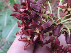 Asclepias hypoleuca