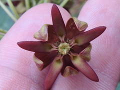Asclepias hypoleuca
