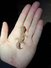 Pachydactylus oculatus