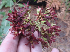 Asclepias hypoleuca