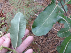 Asclepias hypoleuca