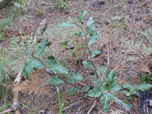 Image of Asclepias hypoleuca by (c) Sam Kieschnick, some rights reserved (CC BY)
