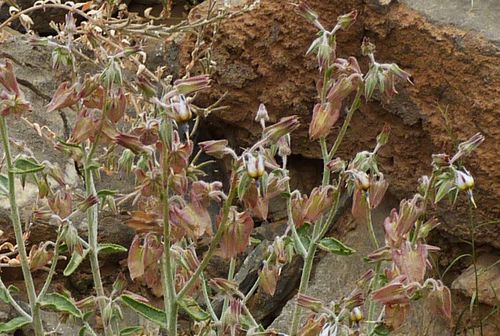 Trichodesma calcaratum image