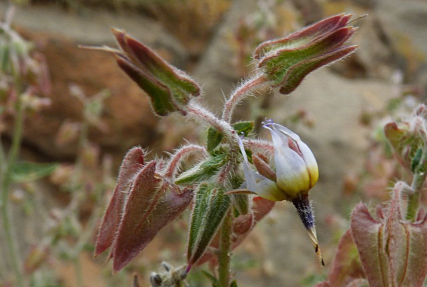 Trichodesma calcaratum