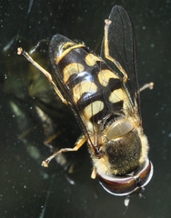 Scaeva dignota
