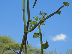 Cissus quadrangularis